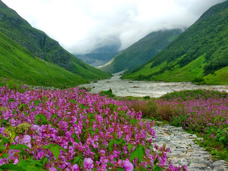 valley of flowers tour package from mumbai